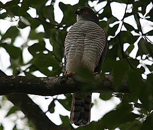 Zwergsperber, Little Sparrowhawk, Accipter minullus